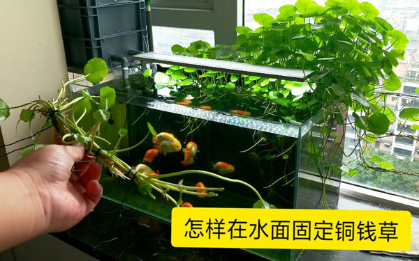 鱼缸